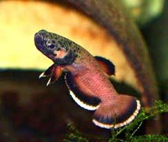 Betta albimarginata are a small mouthbrooding species. Albimarginata International Betta Congress