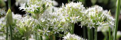 Since 1950 we have been providing a wide range of perennials, annuals, bulbs, shrubs, vines, amaryllis, gardening tools & supplies, and gifts for gardeners. Grow It Yourself Garlic Chives Canna Gardening Usa