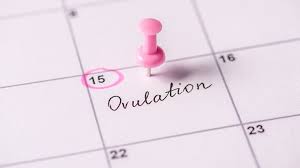 Der grundlegendste eisprungrechner wird sie nach dem datum des ersten tages ihrer letzten periode und der durchschnittlichen länge ihrer menstruationszyklen fragen. Eisprung Symptome So Erkennst Du Deine Fruchtbaren Tage