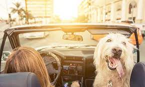 reposting caknow technology petsafety keeping your dog restrained and in the back will decrease the likelihood of a dis dog friendly hotels dogs dog friends