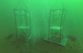 What does get in the water mean? Upwards With The Bubble Shuttle How Sea Floor Microbes Get Involved With Methane Reduction In The Water Column