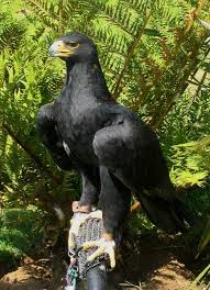 Free Image On Pixabay Bird Prey Eagle Black Captive Pet Birds Animals Wild Beautiful Birds