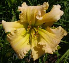 Jun 09, 2021 · julie lynn hansen. It S A Beautiful Day Ladybug Daylilies