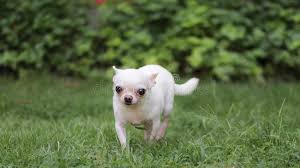 Gently brushing their coat once or twice a week is usually sufficient to remove loose hair and minimize shedding. Small White Short Hair Chihuahua Dog Walking On The Green Grass Stock Image Image Of Adorable Grass 160093711