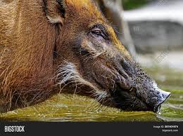 Maybe you would like to learn more about one of these? Central European Boar Image Photo Free Trial Bigstock