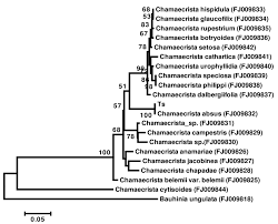 Image result for Chamaecrista absus