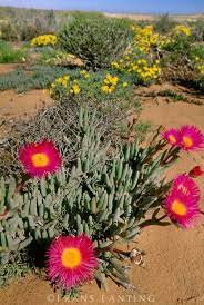 Most of them will flower if given enough sunshine, although some types of cactus will. 015900 01 Frans Lanting Stock Planten Tuin Natuur