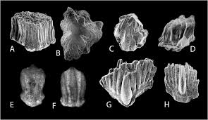 The Ordovician Enigma Chapter 3 Evolution And Development Of Fishes