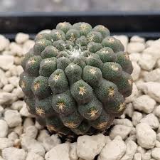 Image result for Trochomeria macrocarpa