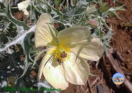 Image result for Argemone ochroleuca