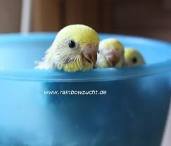 How To Take Care Of A Budgie Parakeet Muhabbet Kuslari Hayvanlar Kus