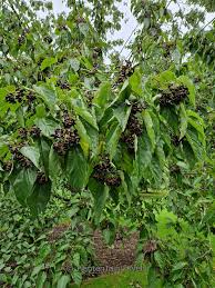 Image result for Hovenia