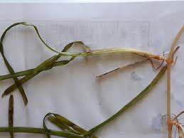 Image result for Cymodoceaceae