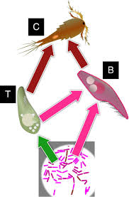 Biotic interactions occur in ecos stems as or anisms live with one another 8422 for each case below label the relationship with one of the following labels: Historical Contingency And Productivity Effects On Food Chain Length Communications Biology