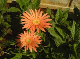 Image result for Tarenna leonardii