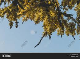 It grows to a height of 8 m (26 ft) and has phyllodes (flattened leaf stalks) instead of true leaves. Native Australian Image Photo Free Trial Bigstock