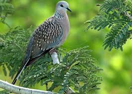 Dipublikasikan tanggal 15 agustus 2020 kacang hijau untuk burung perkutut cara meraciknya dan. Manfaat Kunyit Untuk Burung Perkutut Terbukti Menyehatkan