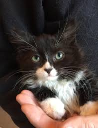 Beautiful maincoon/persian mix kitten female, mom is persian/main coon dad is pure main coon,. Pin On American Pharoah