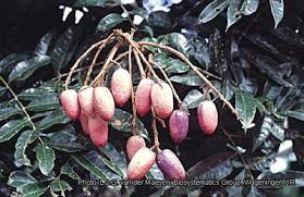 Image result for Pachylobus edulis