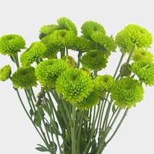 Green foam board for flowers. Pompon Button Green Flowers Wholesale Blooms By The Box