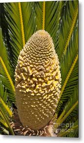 A palm tree sapling will take 16 hours to fully grow. Sago Palm Seed Pod Metal Print By Jason O Watson