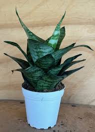 Image result for Sansevieria