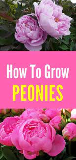 How To Plant And Care For Peonies Natalie Linda Growing Peonies Peony Care Easy Garden