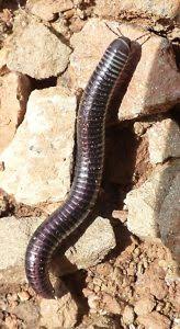 Keeping a few hens can do wonders to get rid of these millipedes and even other pests in your garden.cats, though they do not eat millipedes, they may chase them, play with them and smash them to some extent. Get Rid Of Millipedes Centipedes Ireland