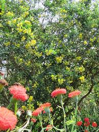 Image result for Rotala capensis