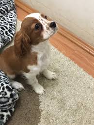 Tam Asili Sahibinden Cavalier Kingcharles Yavrulari 233403 Bikopek Com