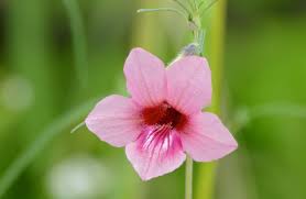 Image result for Sesamum alatum