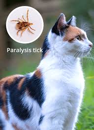 Image result for Tick Paralysis