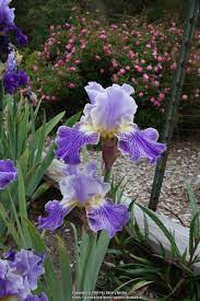 Photo Of Tall Bearded Iris Iris I I Stutter Uploaded By Henhouse Bearded Iris Iris Bloom