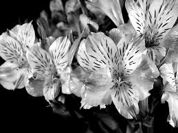 We did not find results for: A Bunch Of Flowers From Trader Joe S Photograph By Digital Photographic Arts