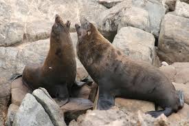 Each winter, long island plays hosts to a spectacular array of visitors from the north. Arctophoca Forsteri Wikipedia