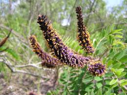 Image result for Anthephora pungens
