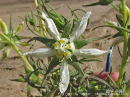 Image result for Periglossum mackenii