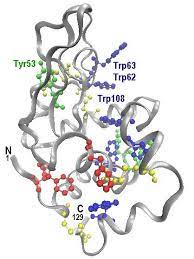 Hen Egg White Lysozyme Hewl N Terminal And C Terminal Are Labeled Download Scientific Diagram