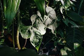 Daun hias anthurium sangat unik dan bentuk yang indah. Serba Serbi Tanaman Hias Daun Dari Yang Unik Hingga Beracun Rumah123 Com