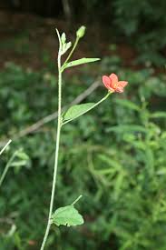 Image result for Hibiscus migeodii
