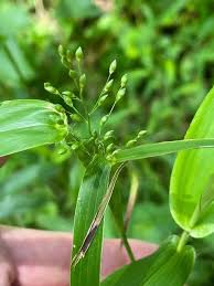 Image result for Dichapetalum rhodesicum