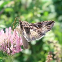 Image result for Autographa macrogamma