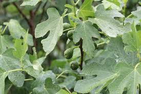 Der feigenbaum ist ein blickfang in jedem garten. Feigenbaum Im Kubel Alles Zur Pflege Von Ficus Carica Im Garten
