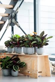 Maybe you would like to learn more about one of these? Calathea Air So Pure