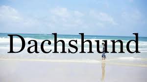 Listen to the audio pronunciation of dachshund on pronouncekiwi. How To Pronounce Dachshund Pronunciation Of Dachshund Youtube