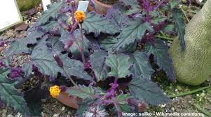 Syngonium angel baby green mutation 9. Colorful Indoor Plants Colorful Leafy Plants Red Pink Purple White