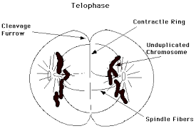 Maybe you would like to learn more about one of these? Stages Of Mitosis Simplebooklet Com
