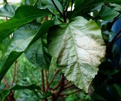 But there are several methods available for winter plant protection—including shelters, wraps, and mulch—that you can implement as you go about your fall garden care. Leaf Sunscald In Plants How To Protect Plants From Sunburn