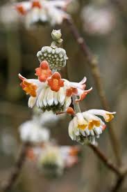 Paperbush Red Dragon Red Dragon Edgeworthia Chrysantha Rare Plants