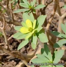 Image result for Euphorbia lissosperma